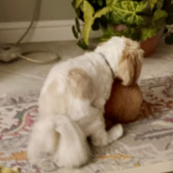 IMG 1421 heic Thumbnail